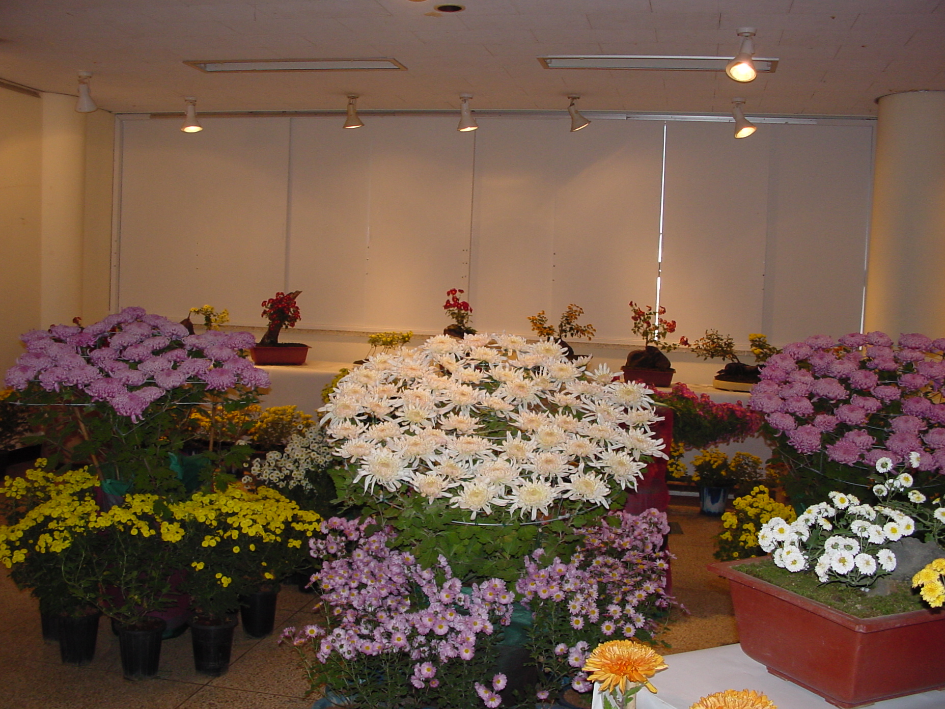 제13 회 국화전시회 모습