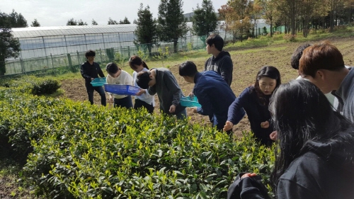 2016 녹차 직접 만들기 4/25