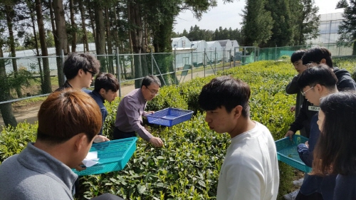 2016 녹차 직접 만들기 4/25