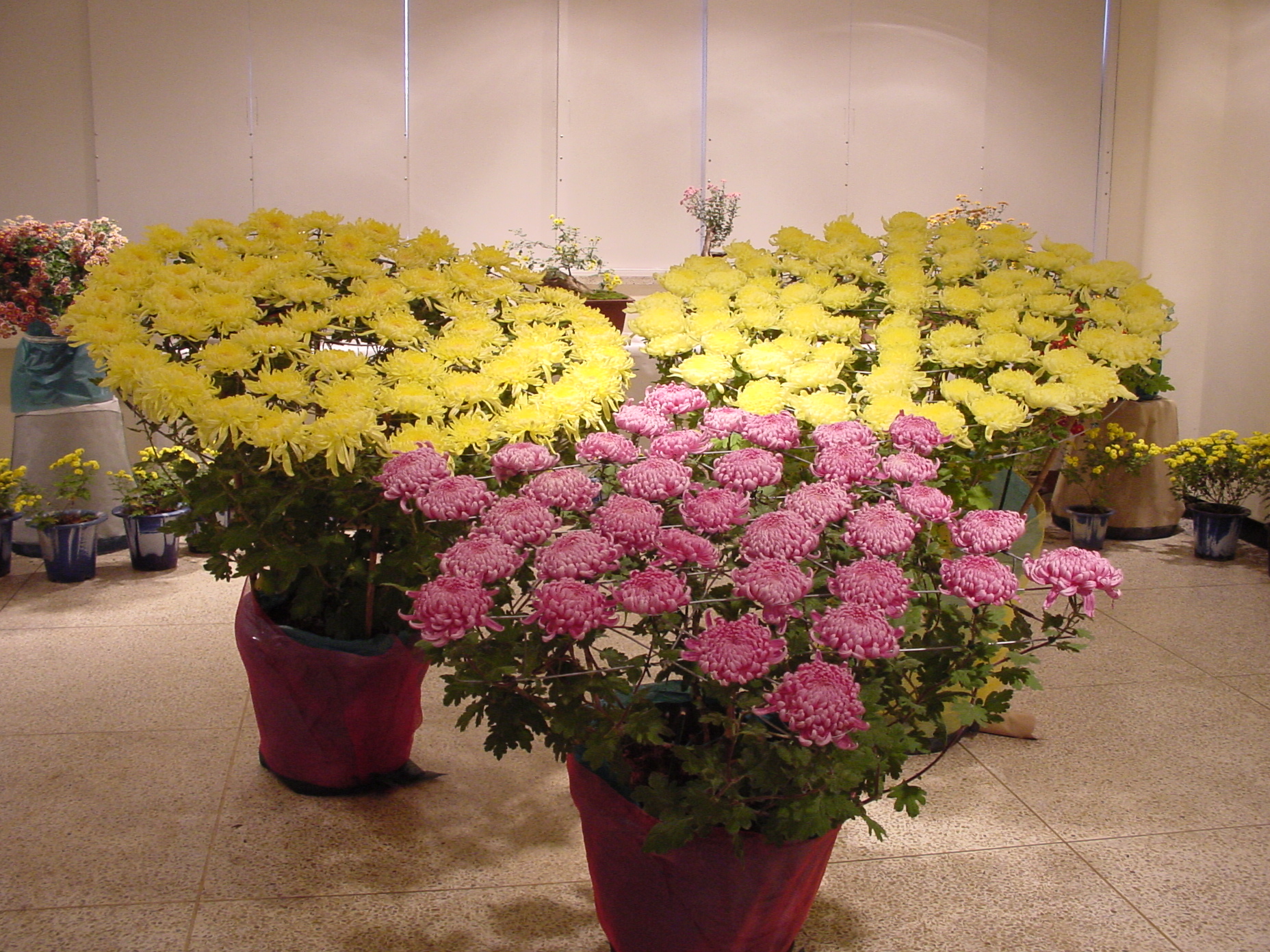 제13회 국화전시회 대작작품