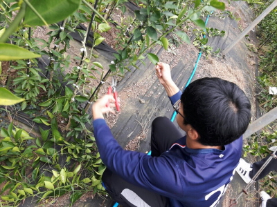 2016 과수학 실습 9/26